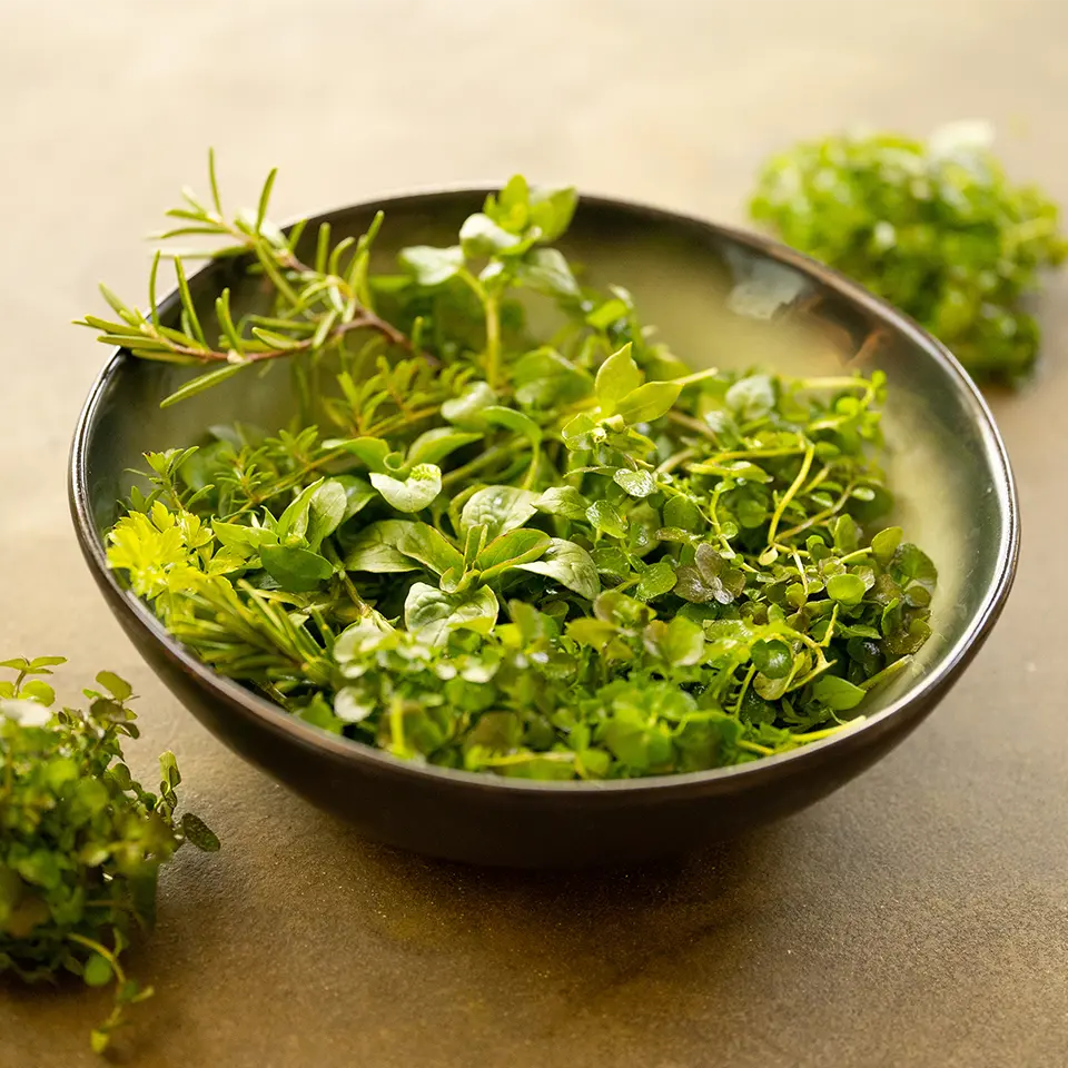 Wildkräutersalat mit Schaumkraut