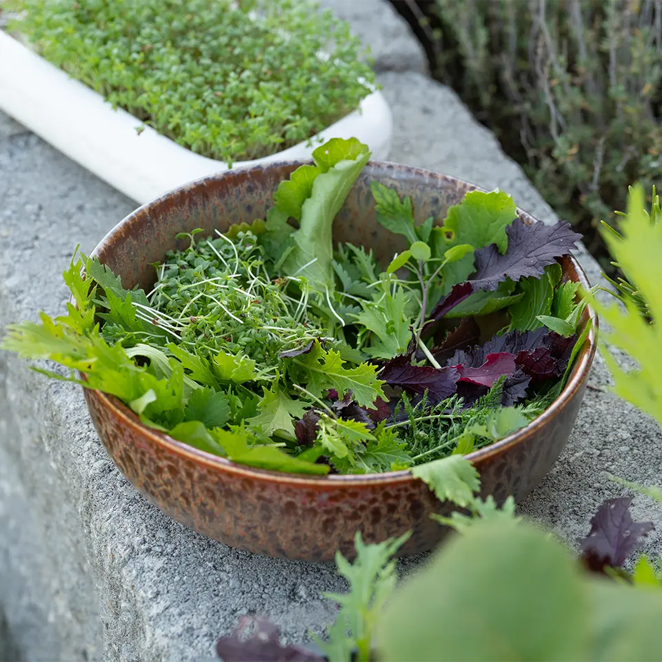 Wildkräutersalat im Winter