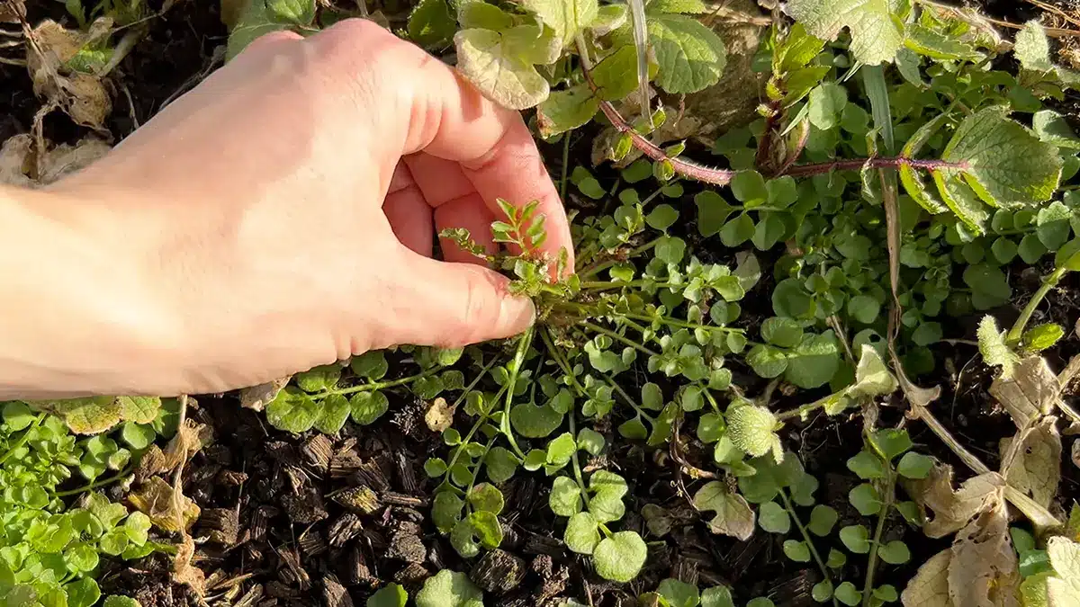 Wildkräuter im Vorfrühling sammeln