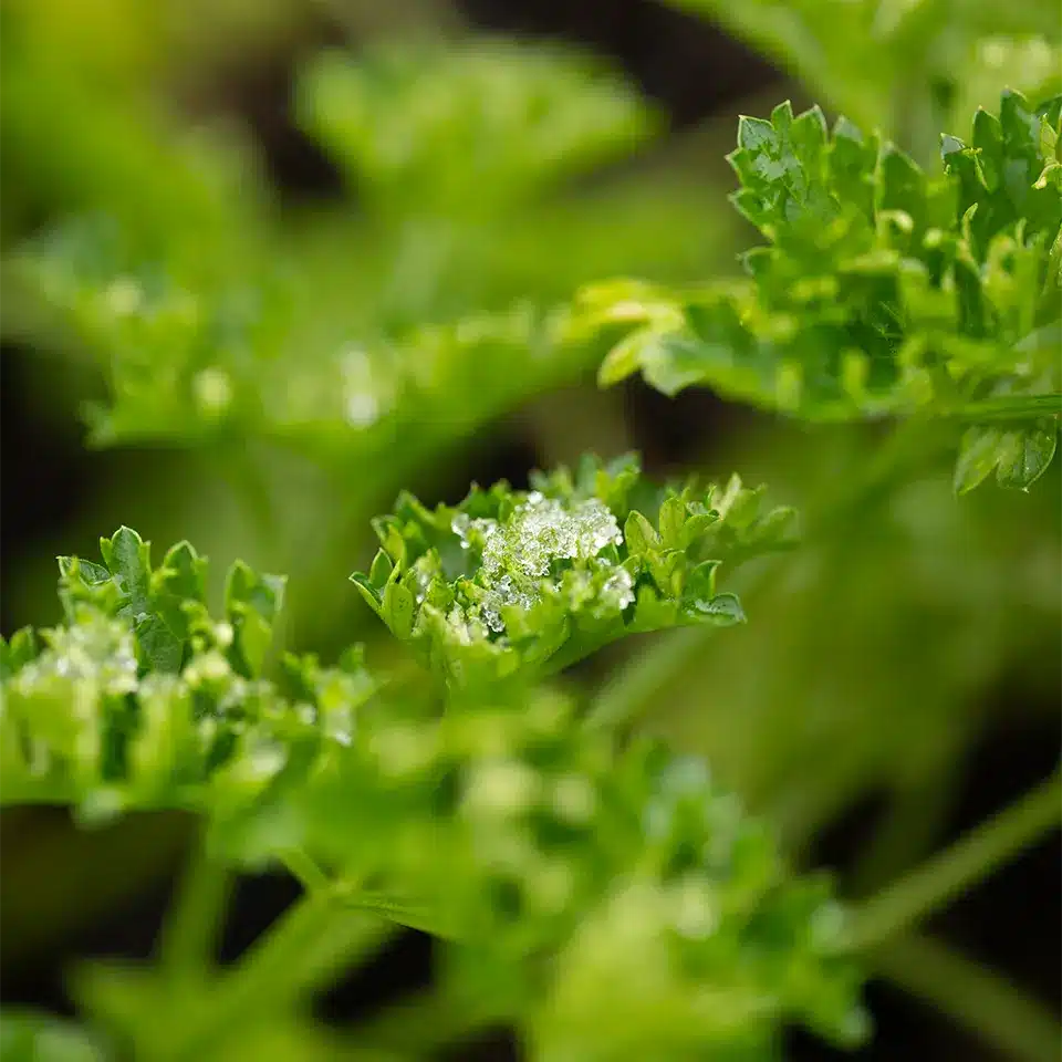 Petersilie ist frostsicher