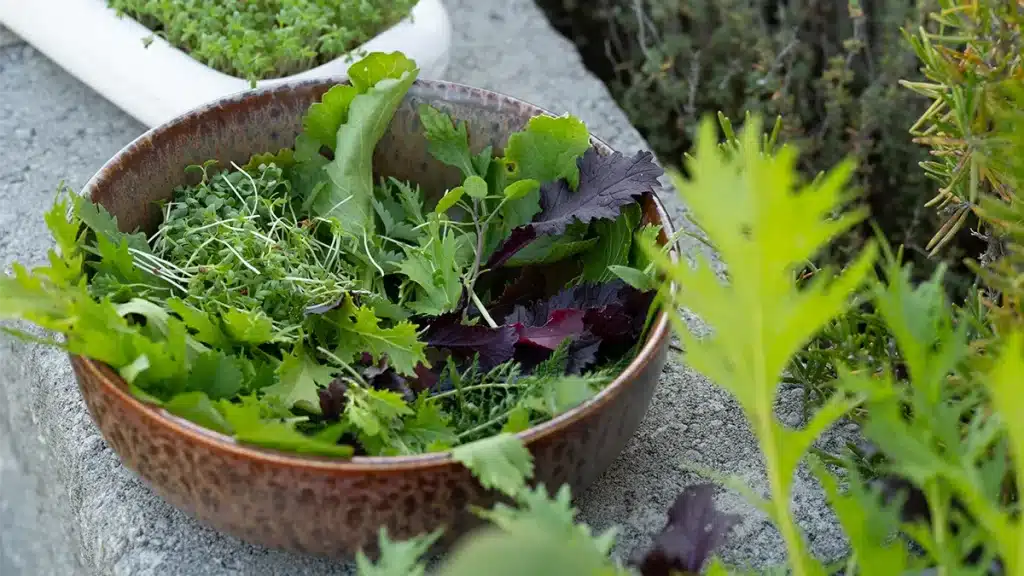 Frisches Wintergemüse in einer Schale – robuste Sorten wie Mizuna, Winterrucola und Senfrauke für den November-Anbau