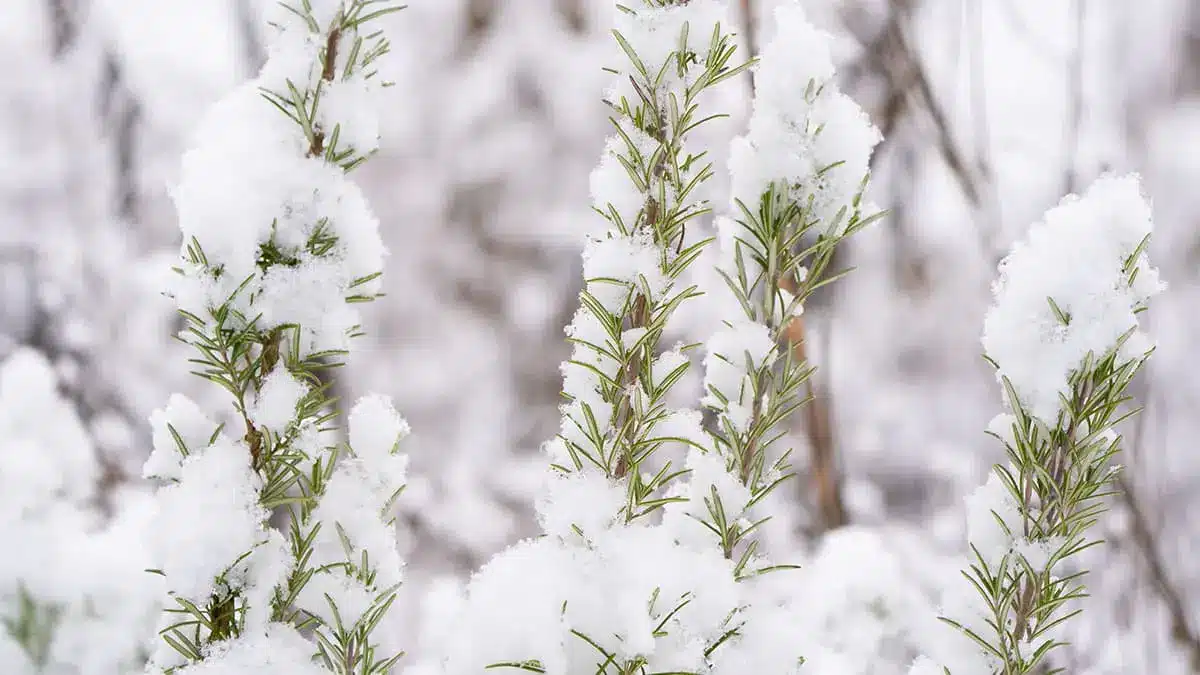 Verschneiter Rosmarin im November im Garten – ein winterhartes Küchenkraut, das selbst Frost problemlos übersteht.