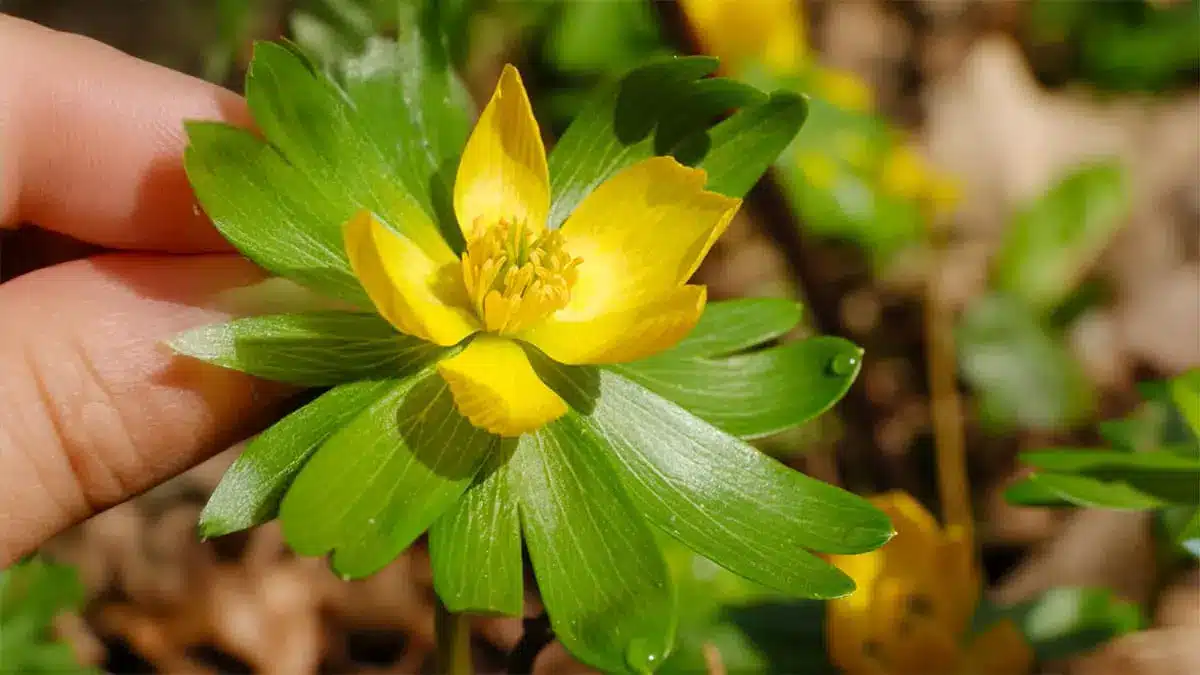 Winterling im Februar