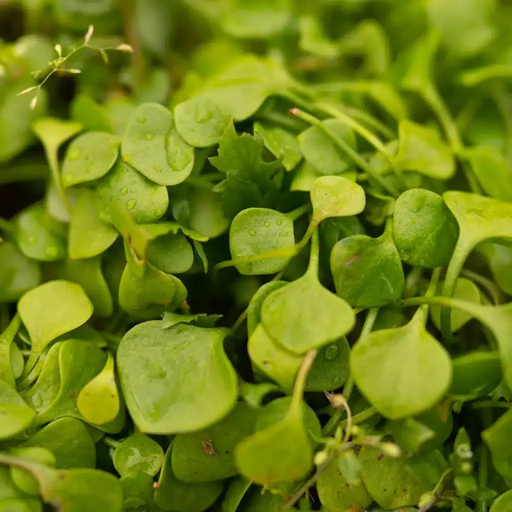 Grüner Winterportulak im Dezember