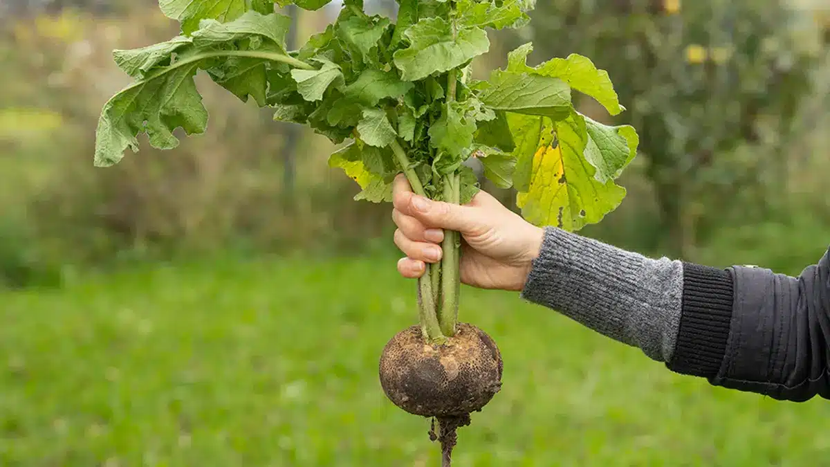 Person hält frisch geernteten Winterrettich im Garten – Symbol für die späte Aussaat im Oktober