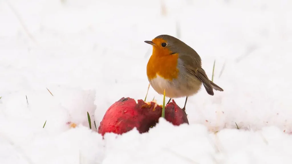 Diese Wintervögel findet man im Januar im Garten