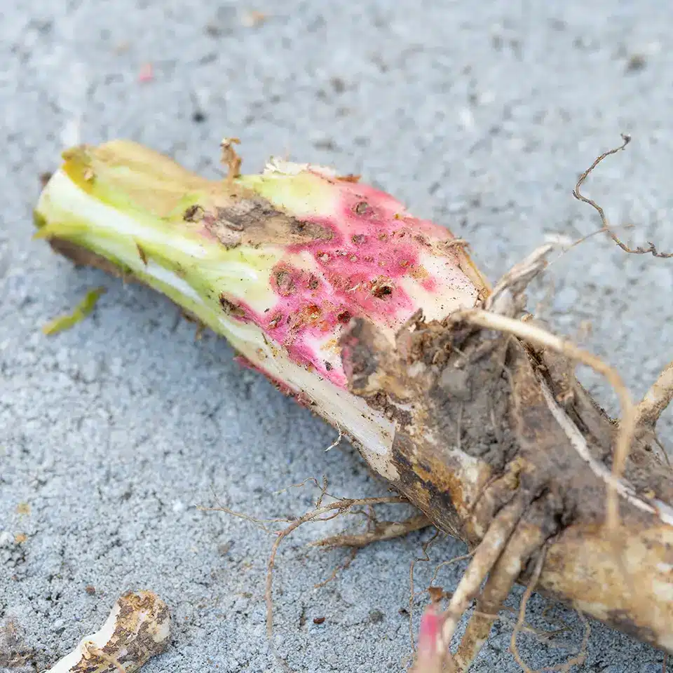 Wurzel der Nachtkerze - der Heilpflanze des Jahres 2026