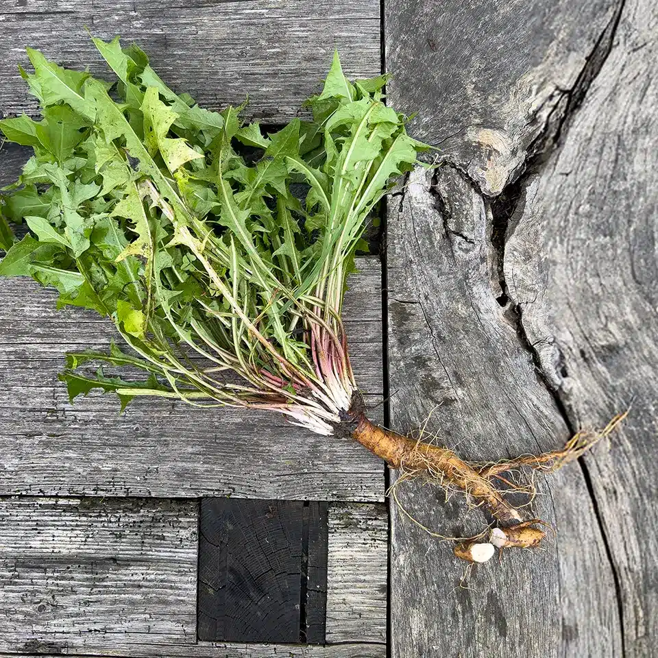 Löwenzahnwurzel verwenden