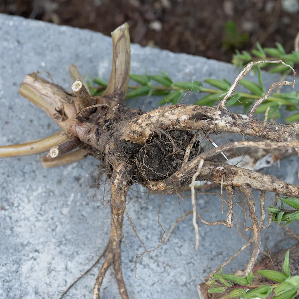 Wurzel der Nachtkerze