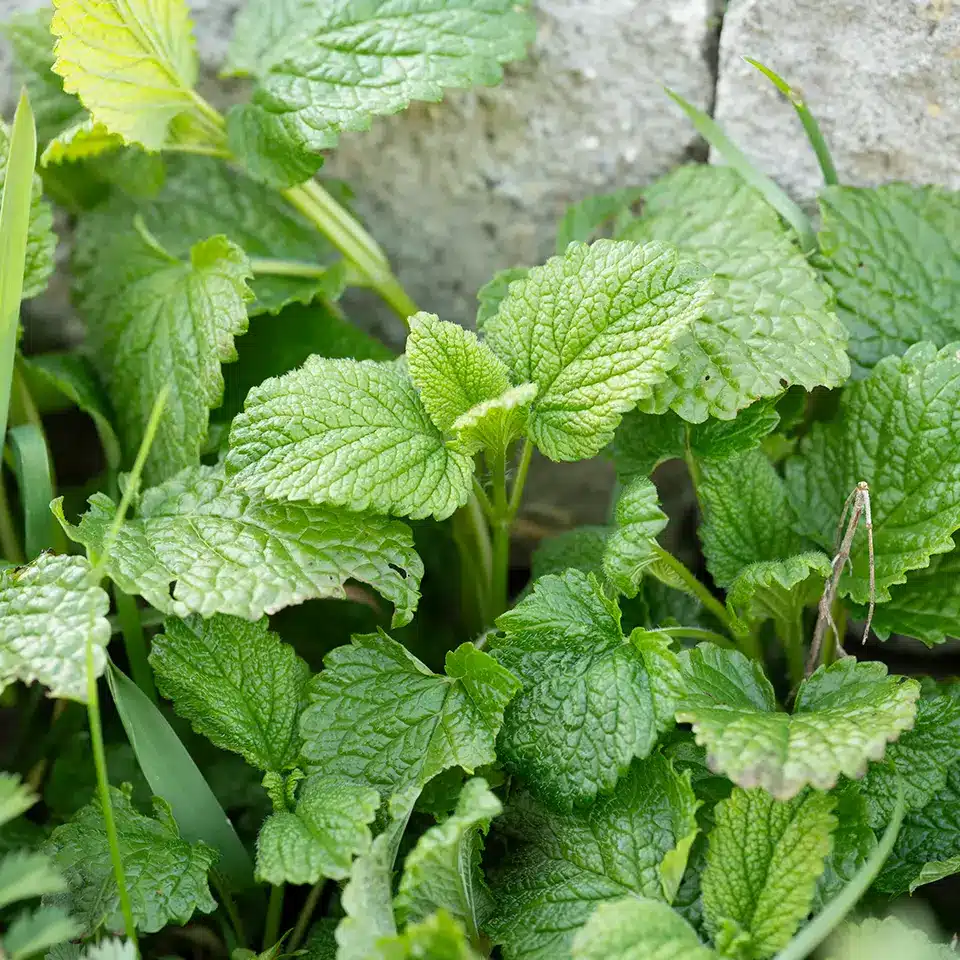 Zitronenmelisse für das Immunsystem